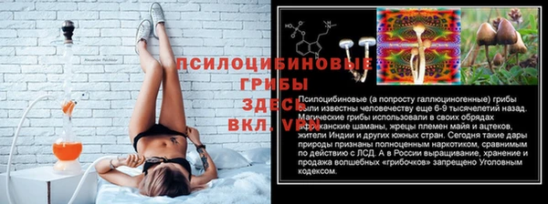шишки Арсеньев